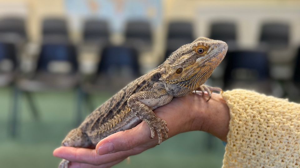 Animal Handling Sessions | Birmingham Botanical Gardens | March 25, 2024