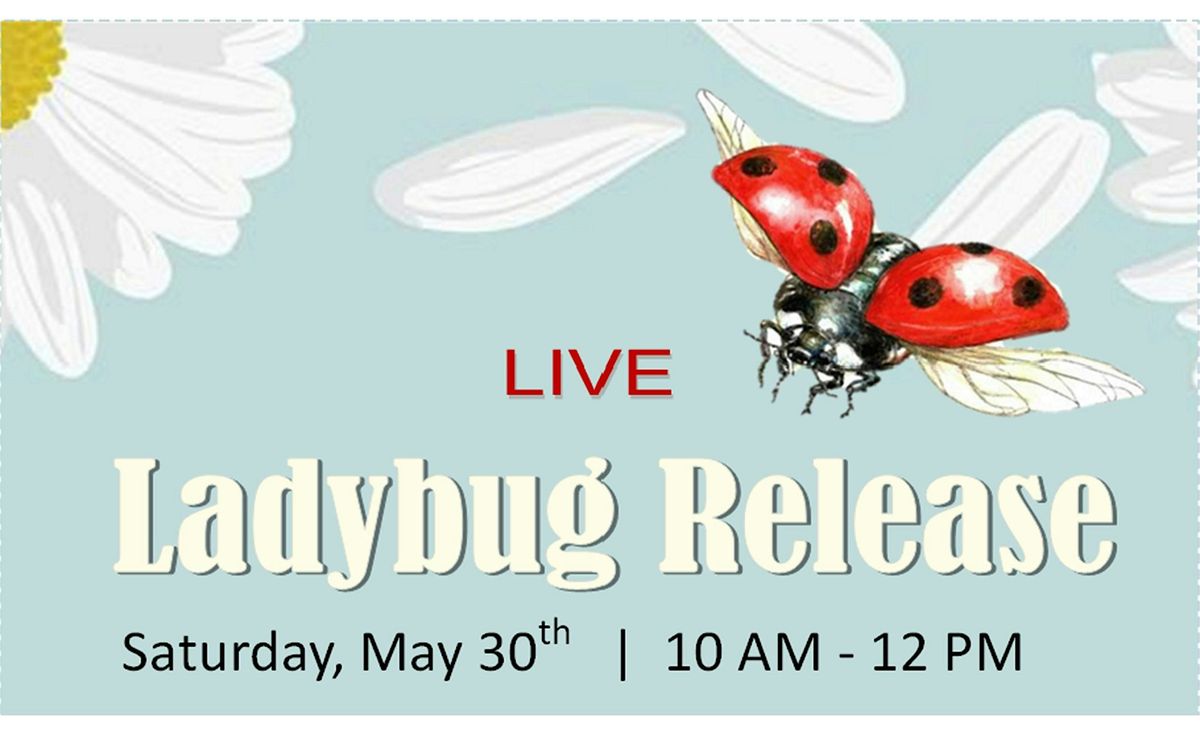 Live Ladybug Release