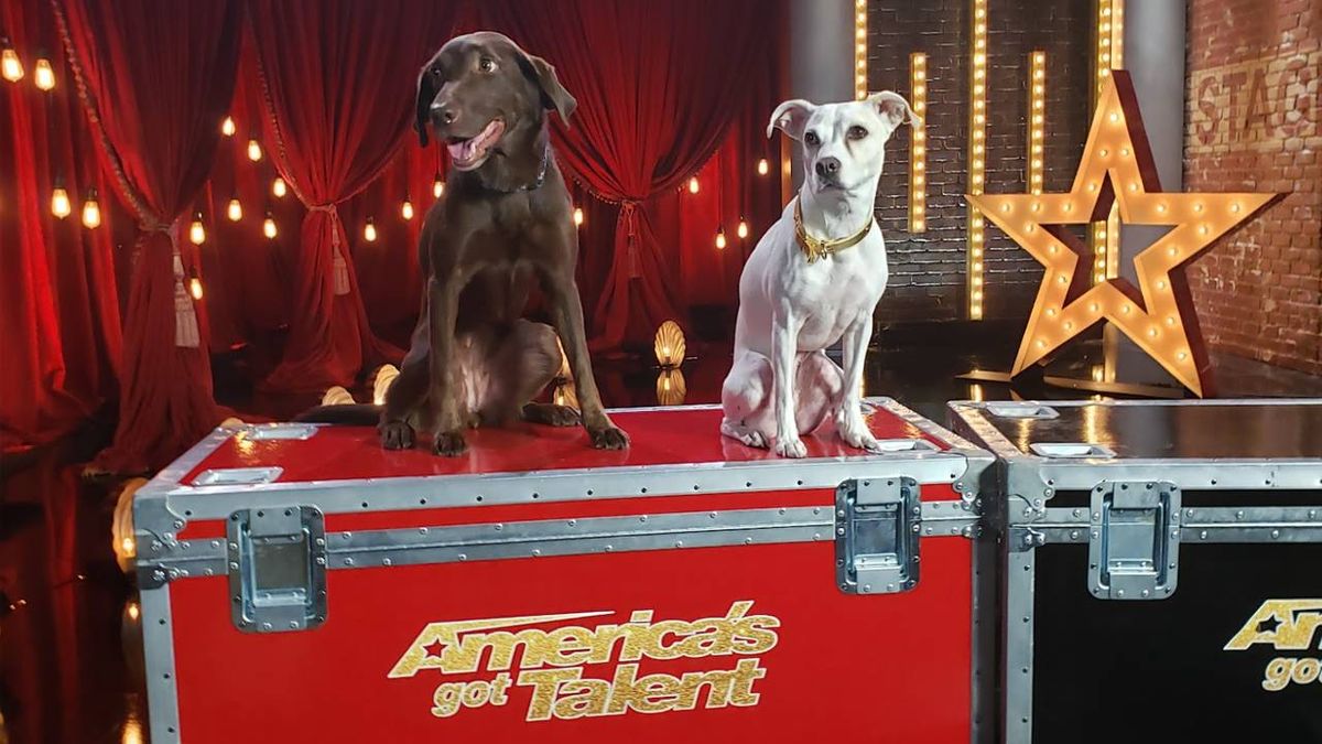 The Canine Stars at Palace Theatre Greensburg