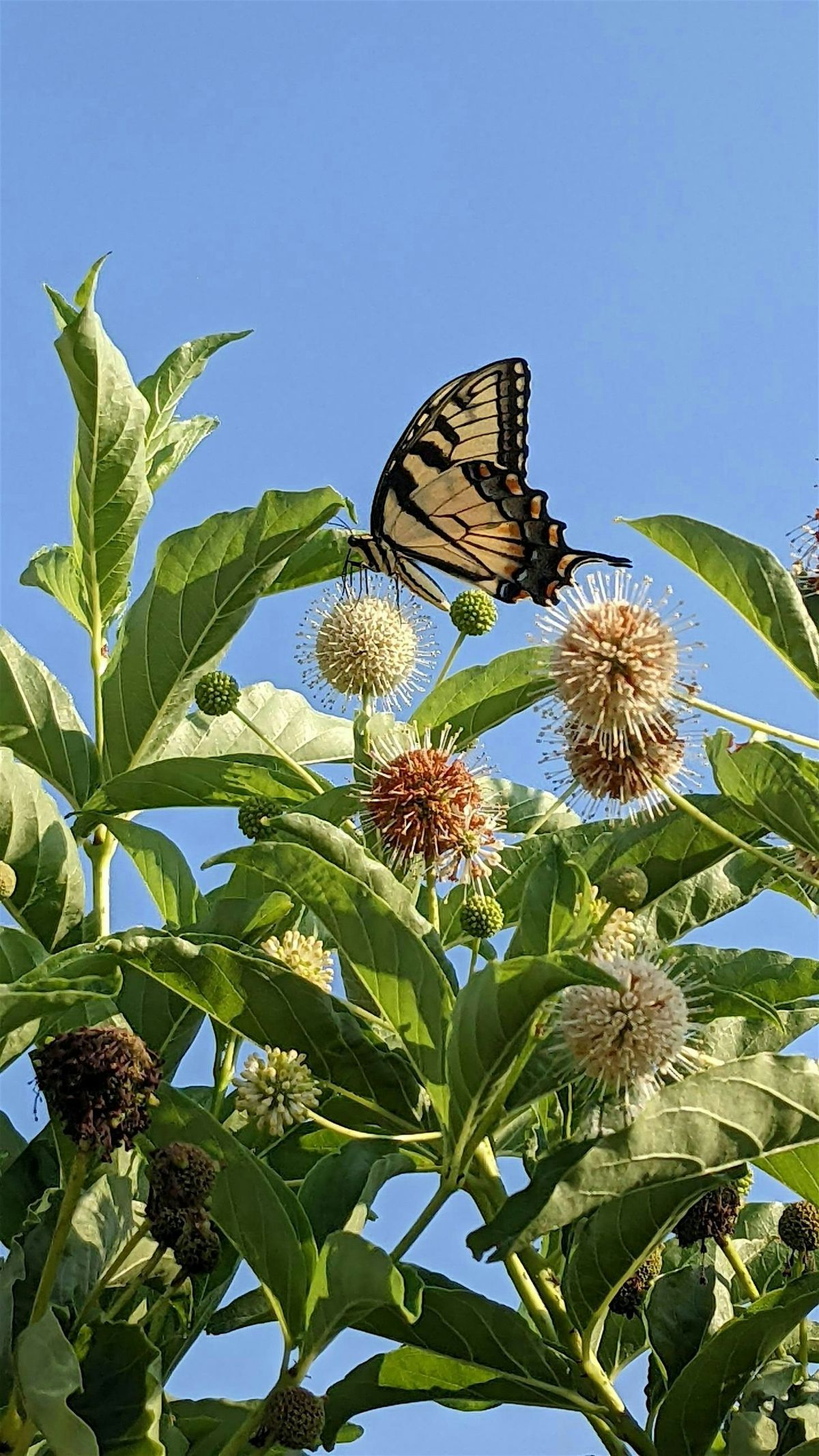 Circle of the Springs Garden Tour:  Native Plants & Pollinators