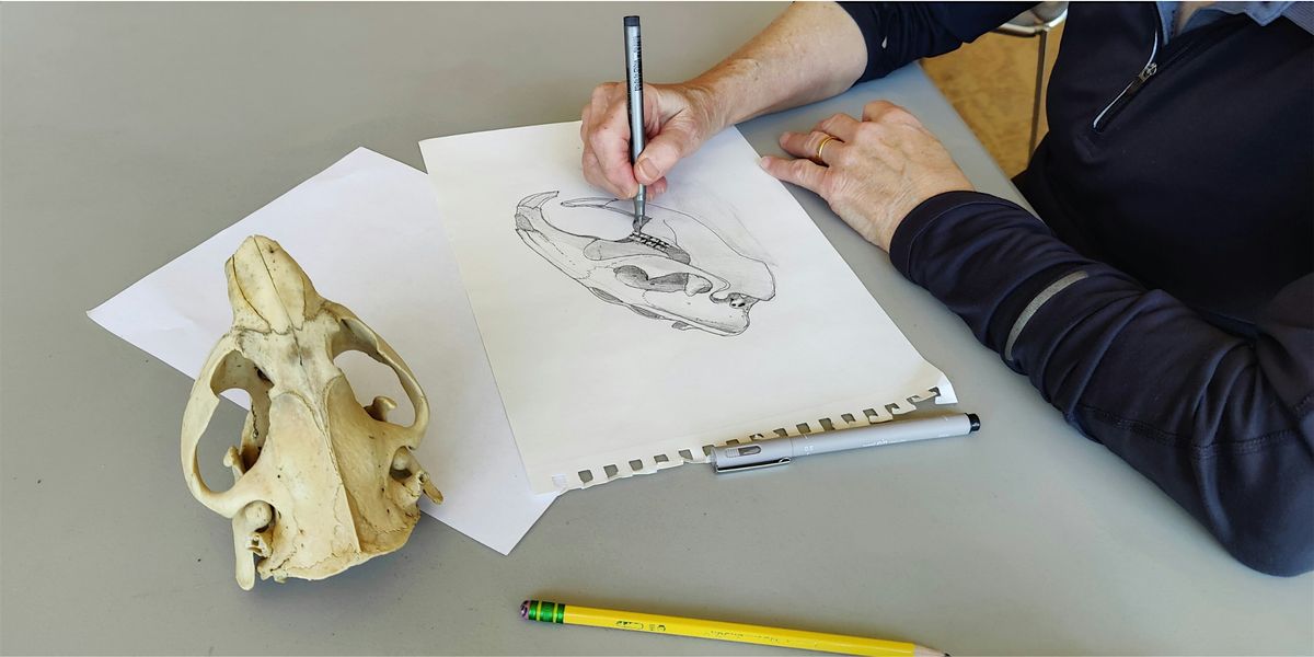 Scientific Illustration Workshop
