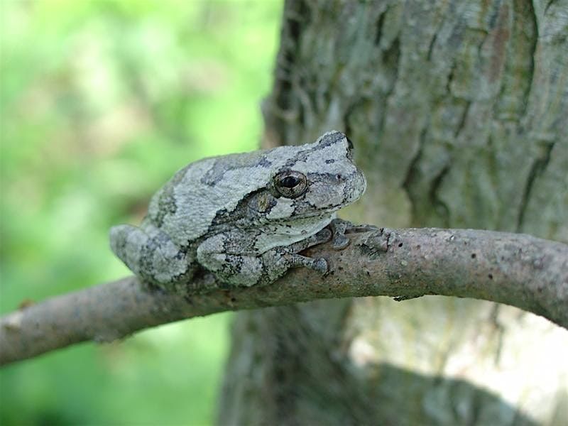 Tree Time: Frogs II