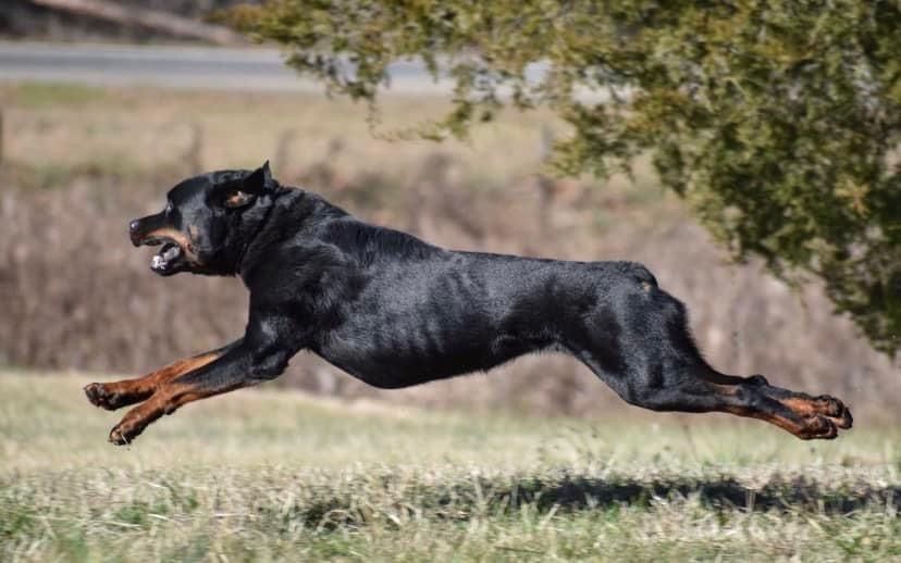 FastCAT The American Rottweiler Club National 2022 Purina Farms