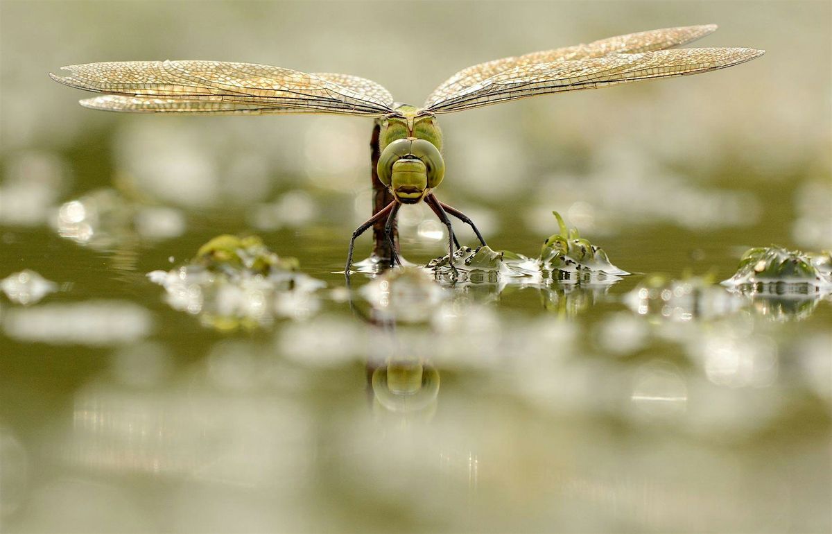 Stow Maries: Family Nature Day