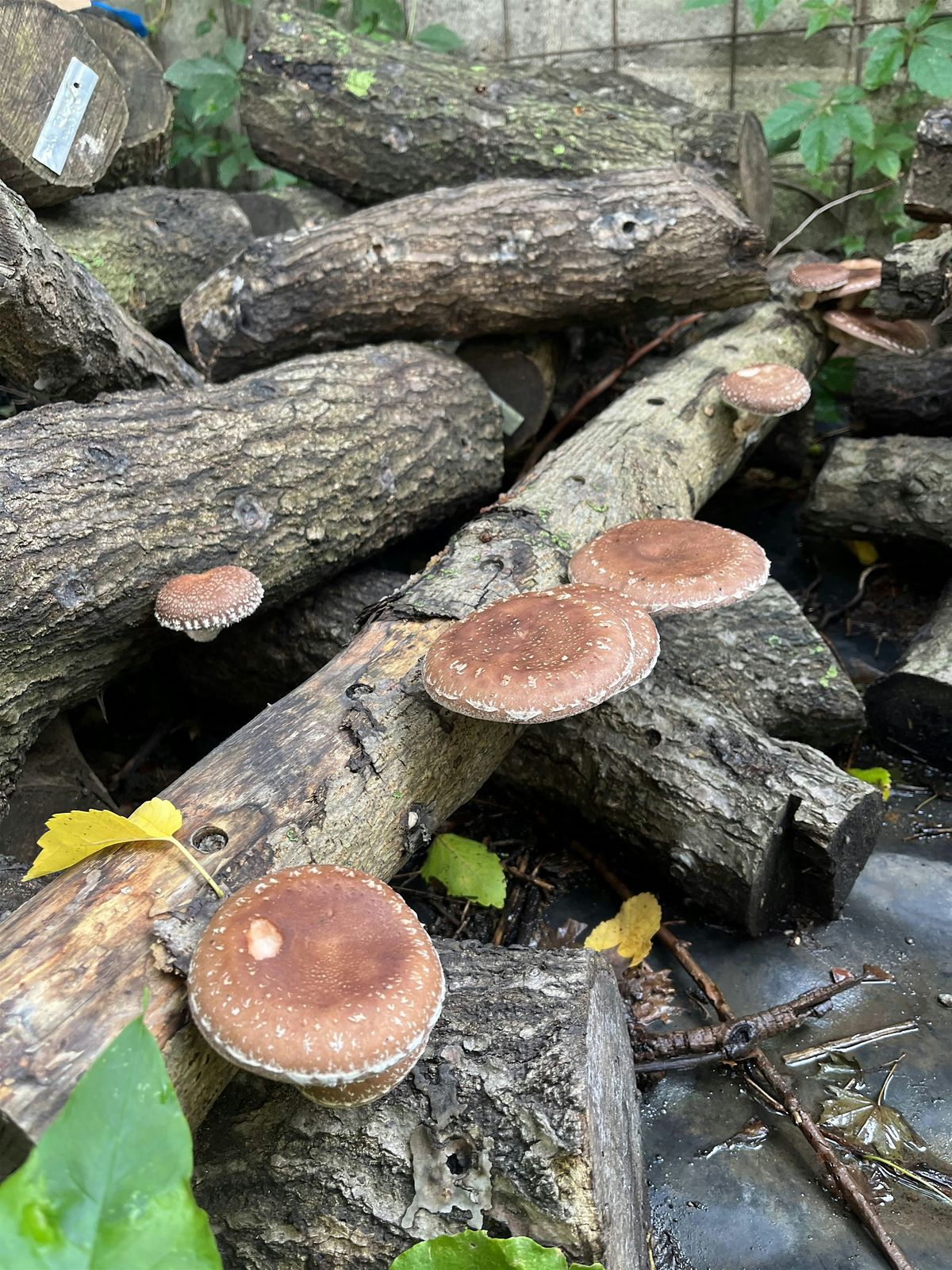 Growing Mushrooms Outdoors