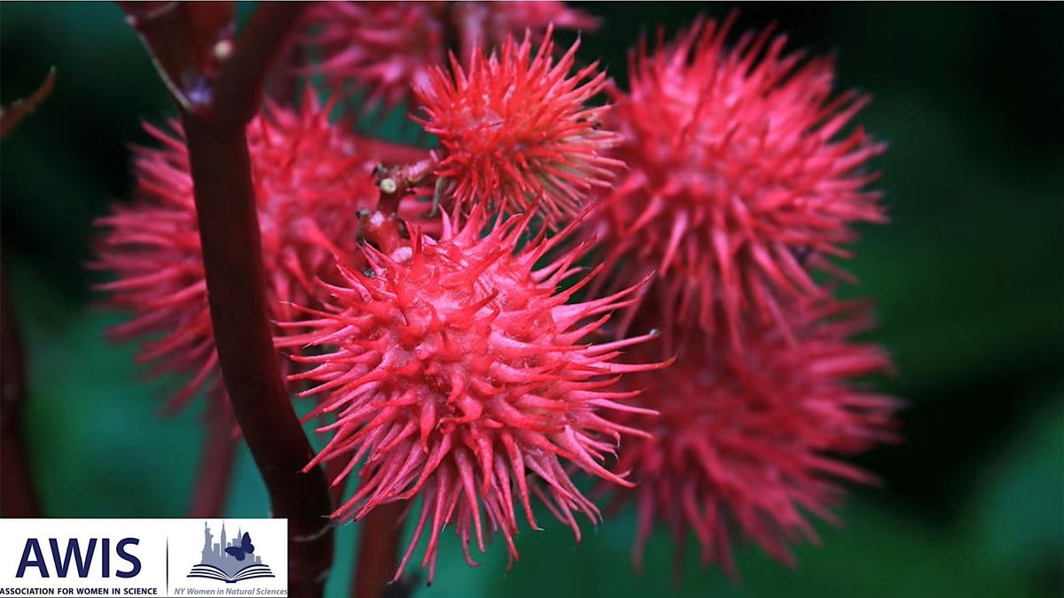 The Stepsister's Ball - 2025