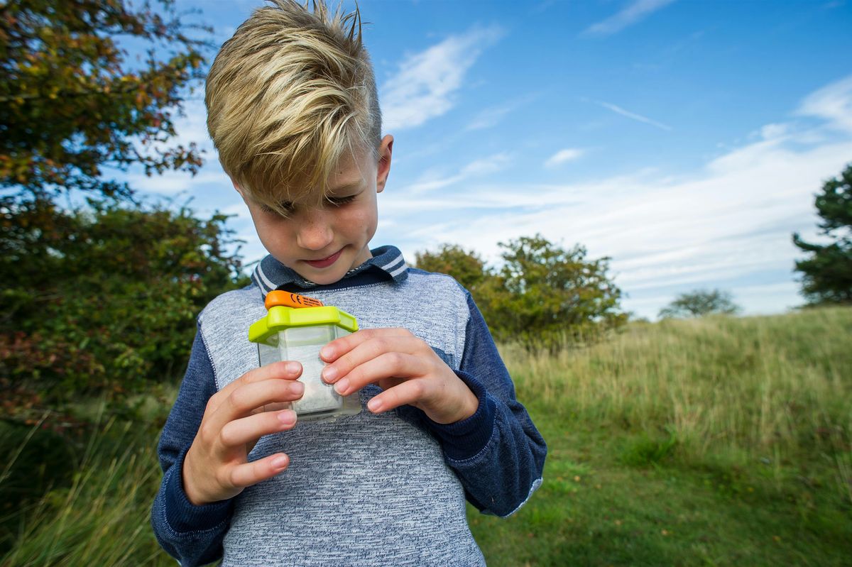 Wild in the Meadows(Trumpington Meadows): swifts and bugs