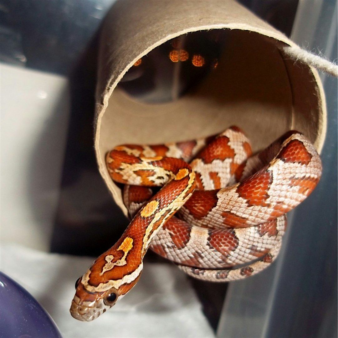 Holiday Critter Creations