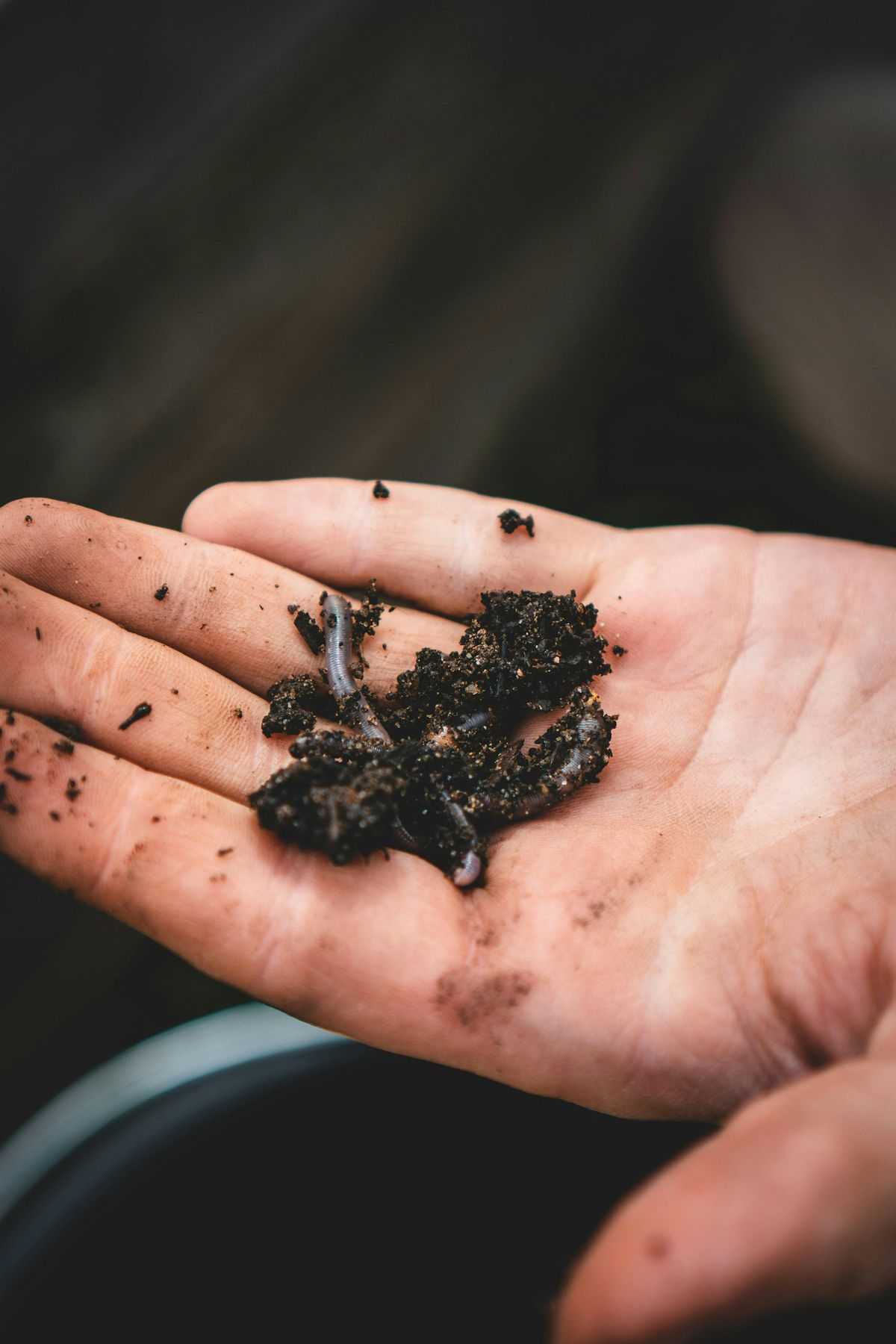 Family Friendly Wormery & Composting workshop