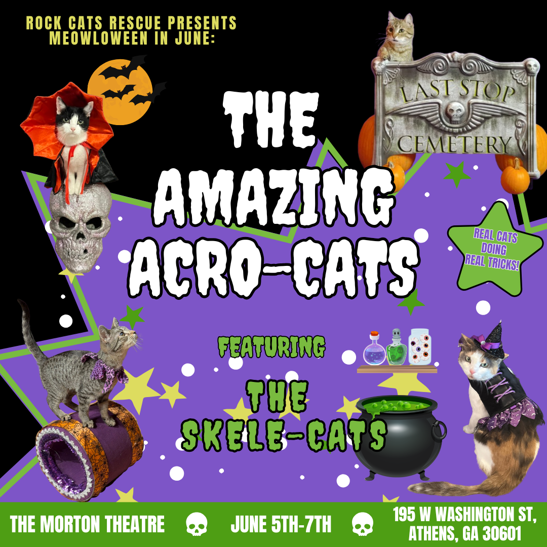 The Amazing Acro-Cats - Meowloween in June Special at Diana Wortham Theatre at Wortham Center for the Performing Arts