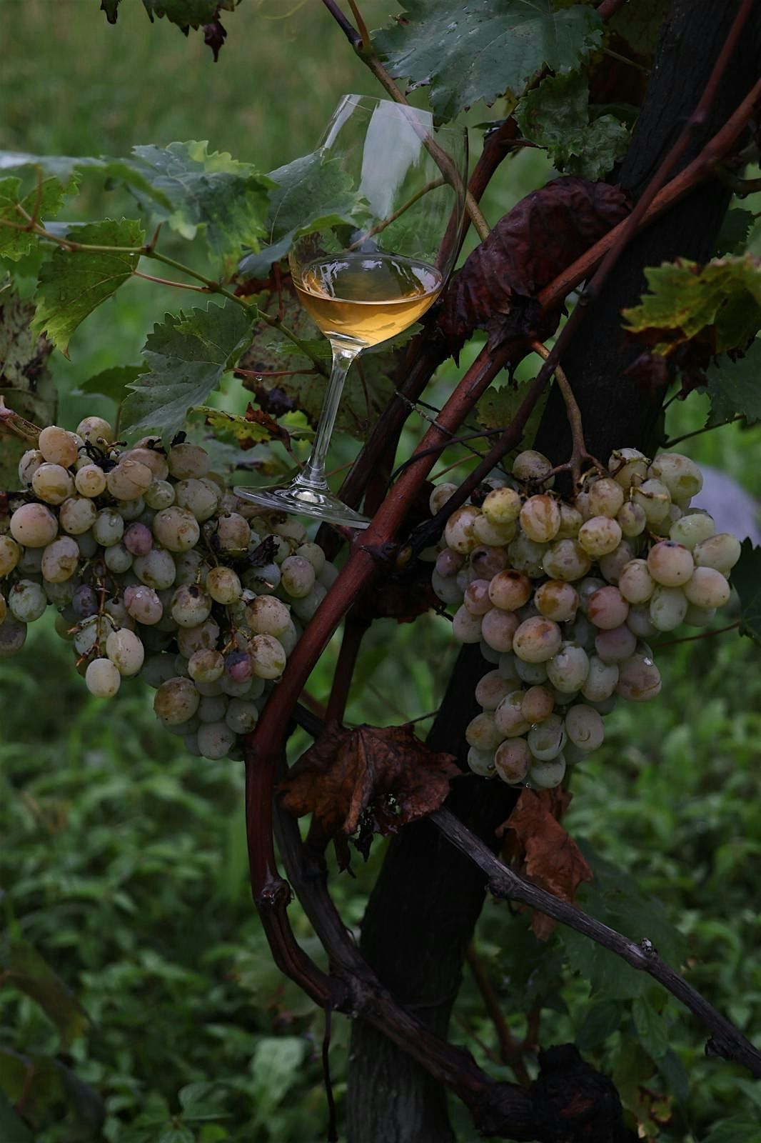 Georgian Wine Tasting (Session 2)