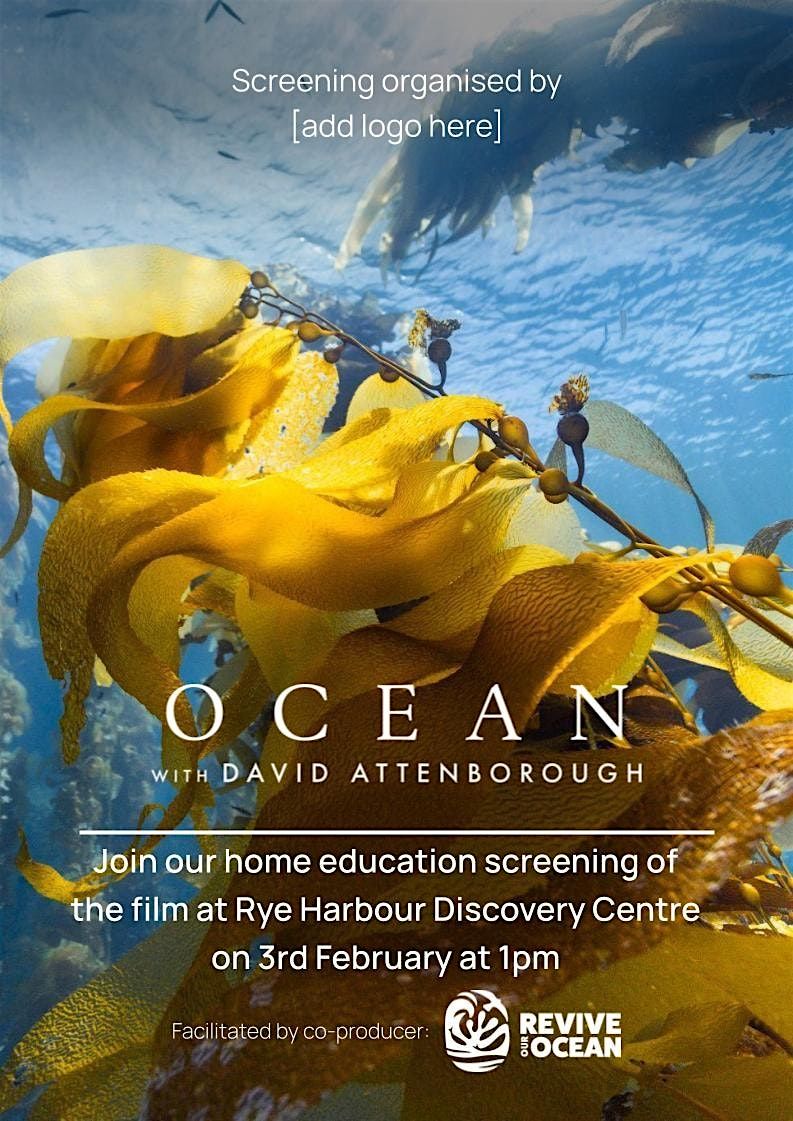 Home Education Ocean with David Attenborough: Rye Harbour Discovery ...