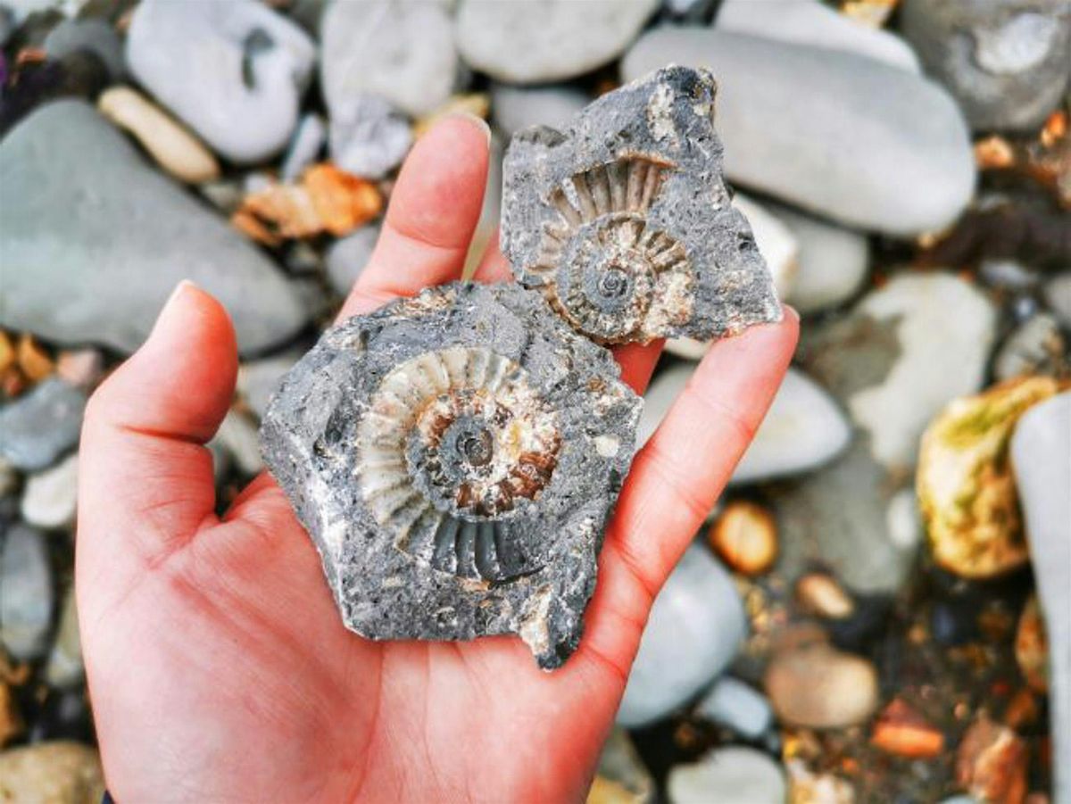 NEW Fossil Hunting on the Jurassic Coast