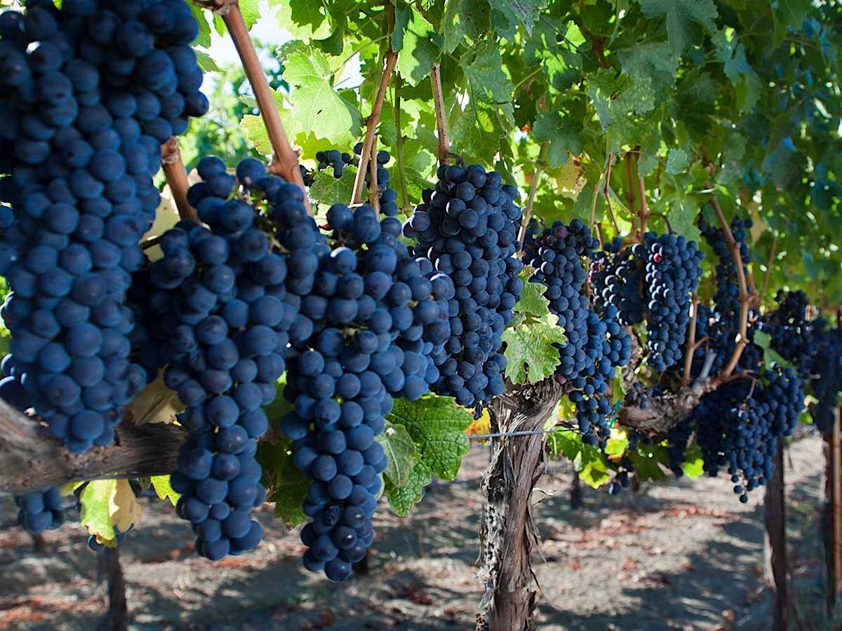 Molly Dooker - Wines that fit like a (left-handed velvet) glove