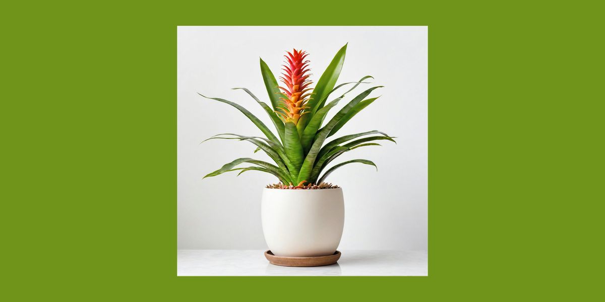Urban Gardens - Beautiful Bromeliads!