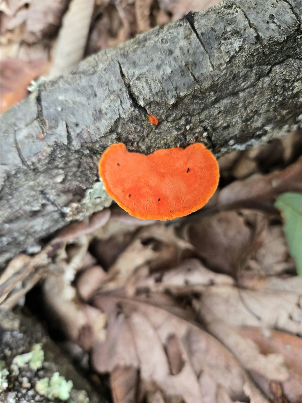 The Fifth Kingdom: A fungal identification walk and talk