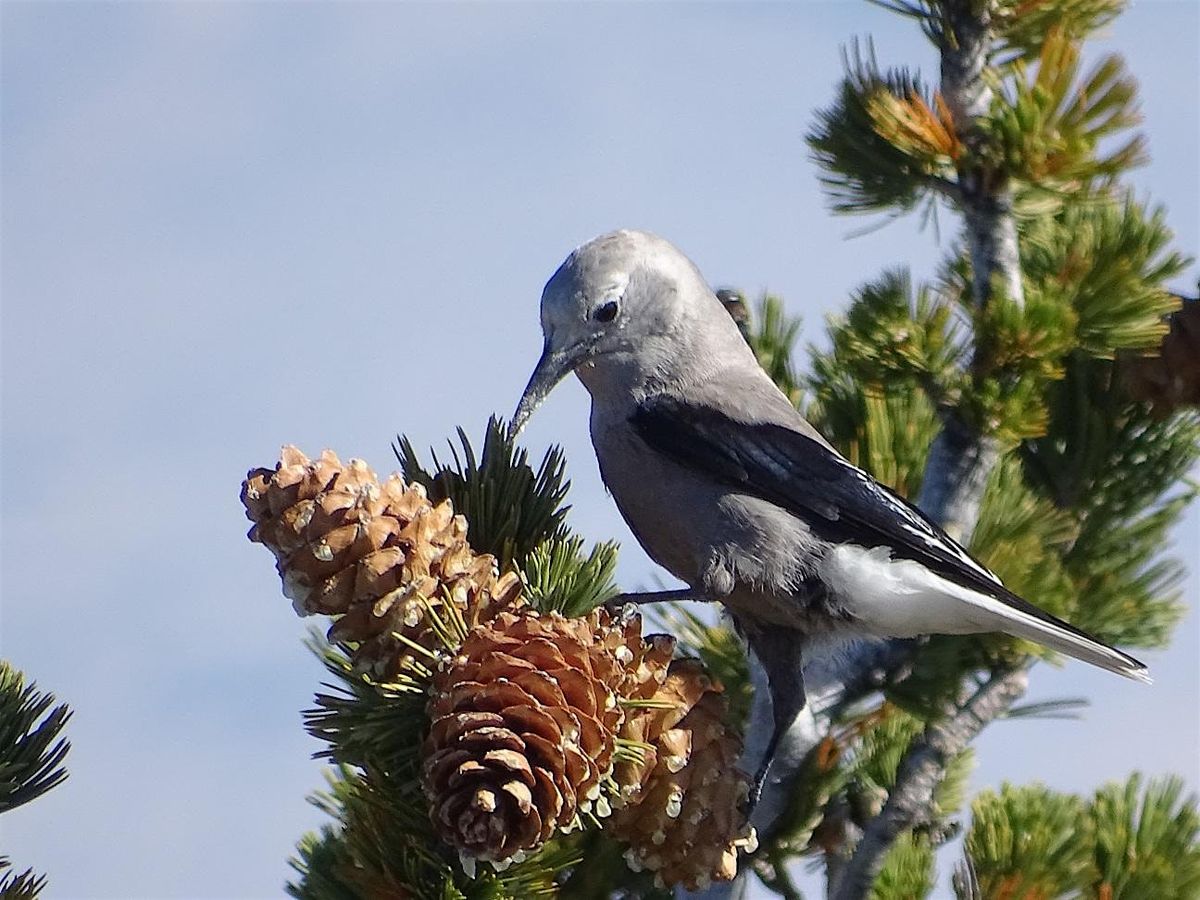 Cool Subalpine Birding in The Clouds