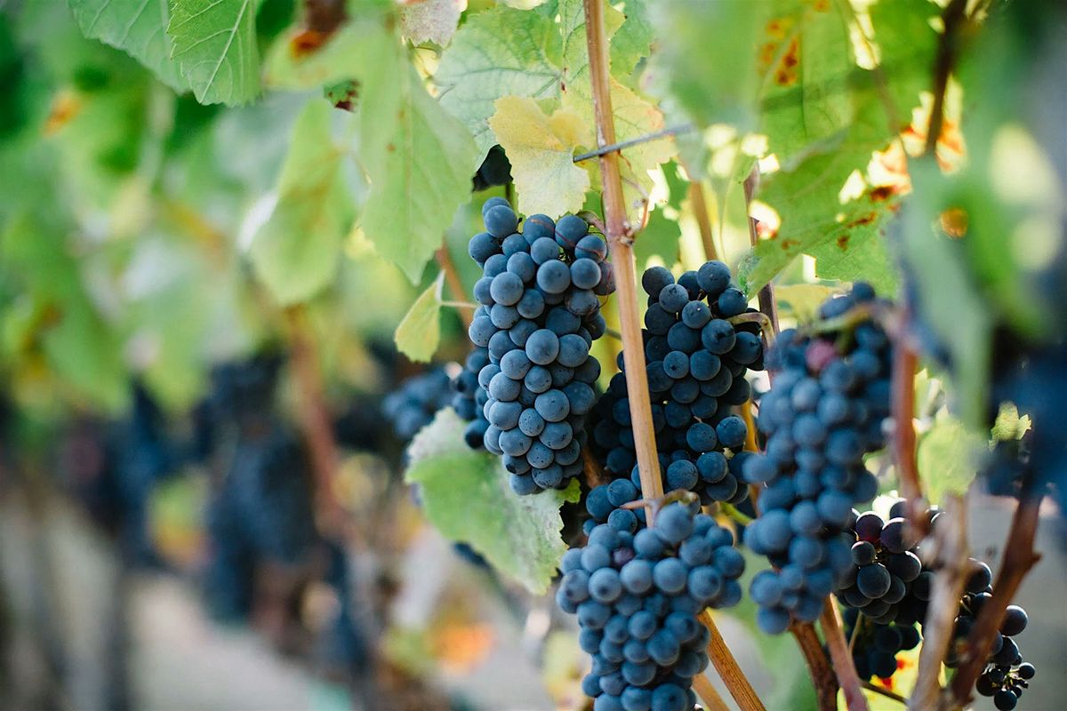 Winemaker Tasting with Mark Wentworth