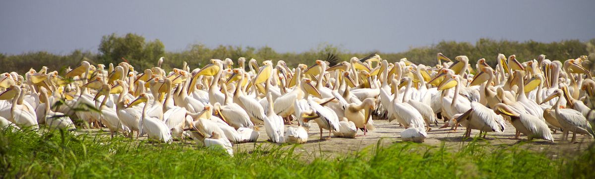 Passport To Culture: Top Hogs