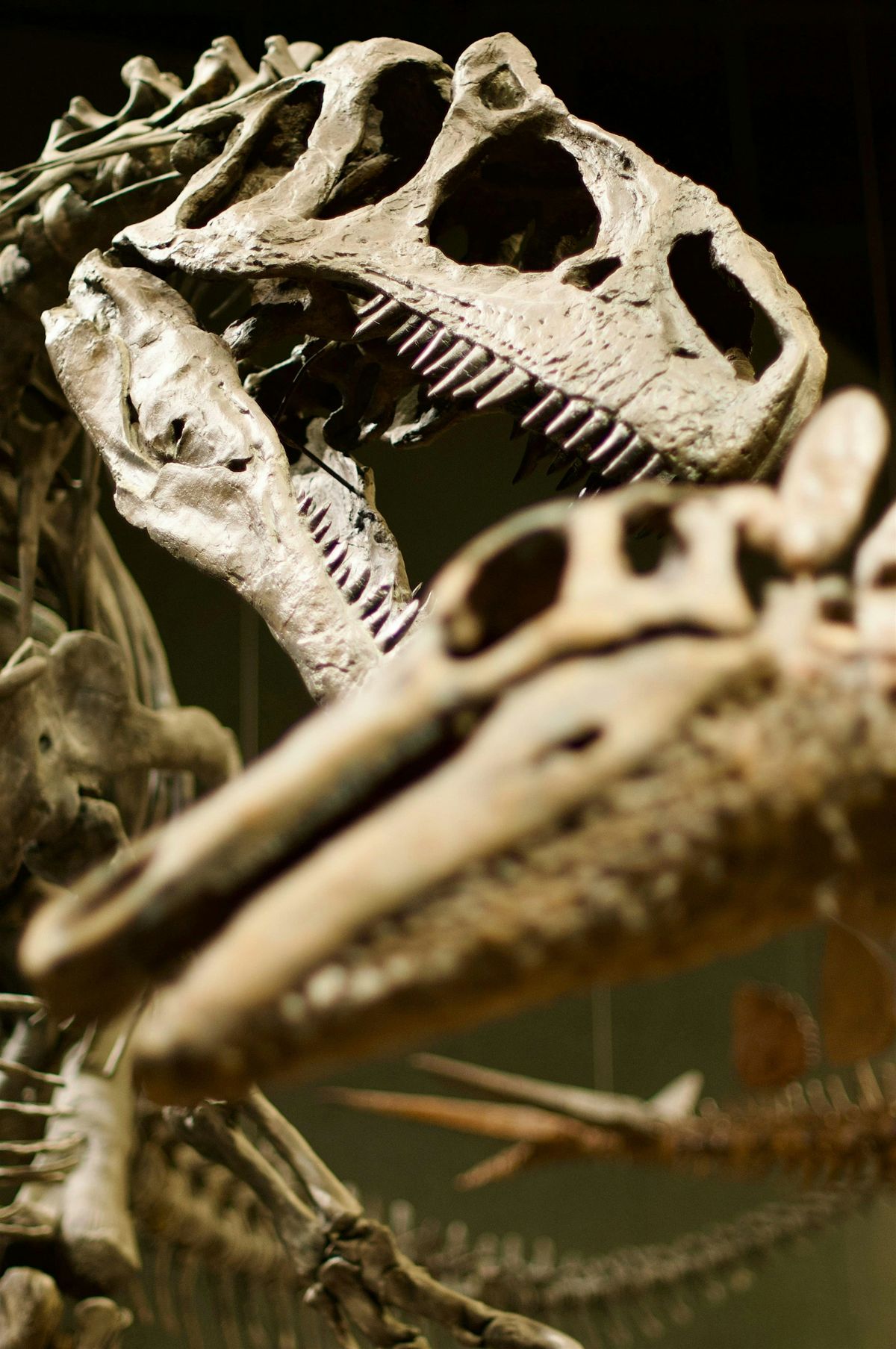 Reptile Tracks & Fossils