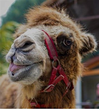 Christmas Family Festival