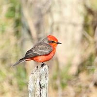 Bay County Audubon Society