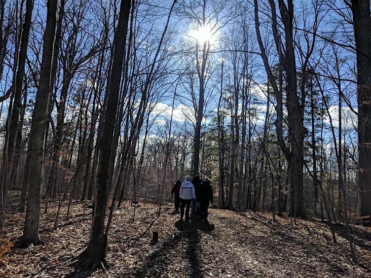 Pause and Presence: Forest Bathing \/\/ Pause et pr\u00e9sence : Bain de for\u00eat