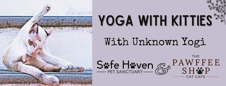Yoga With Kitties Pawffee Shop Cat Cafe Appleton Wi June 12 2021