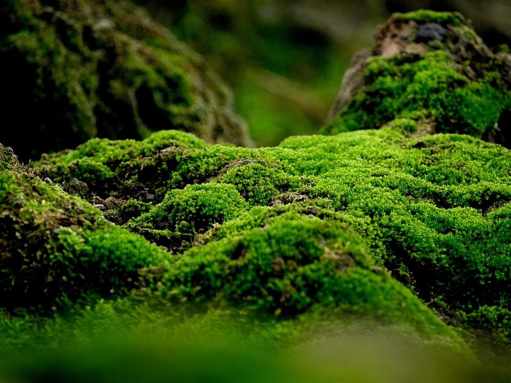 Mossarium Workshop