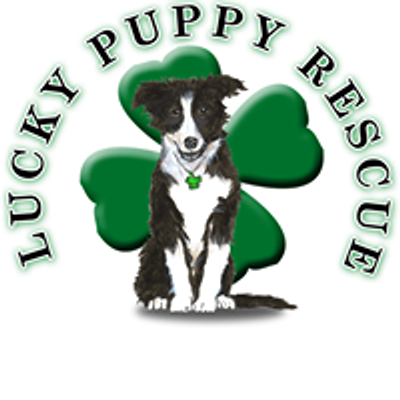 The Lucky Puppy Rescue