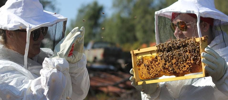 January Morning  Beehive Tour
