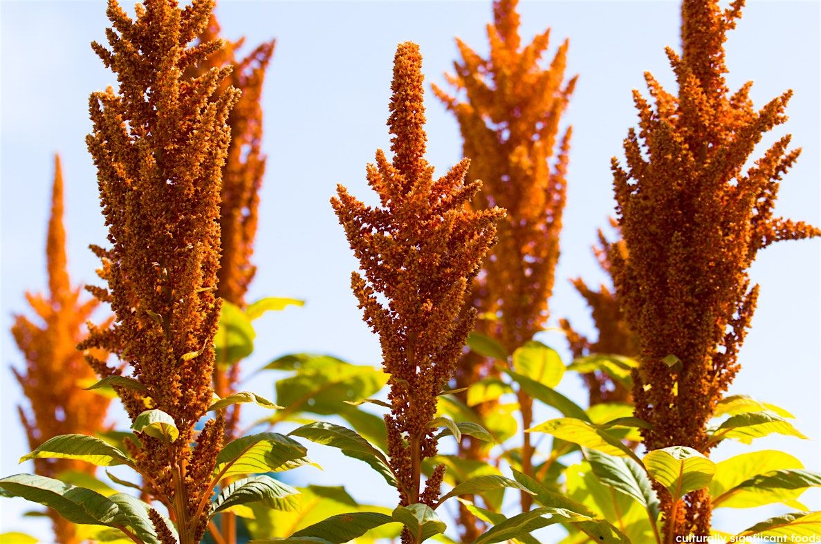 Culturally Significant Food Crops