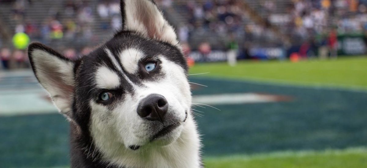 2025 UConn Huskies Football Season Tickets at Pratt & Whitney Stadium at Rentschler Field