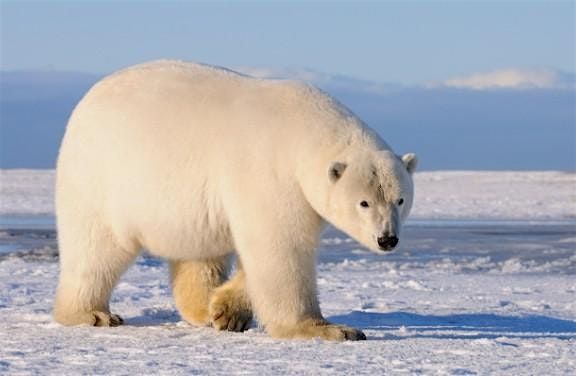 Accessible Adventures: Winter Habitats 1\/26\/26