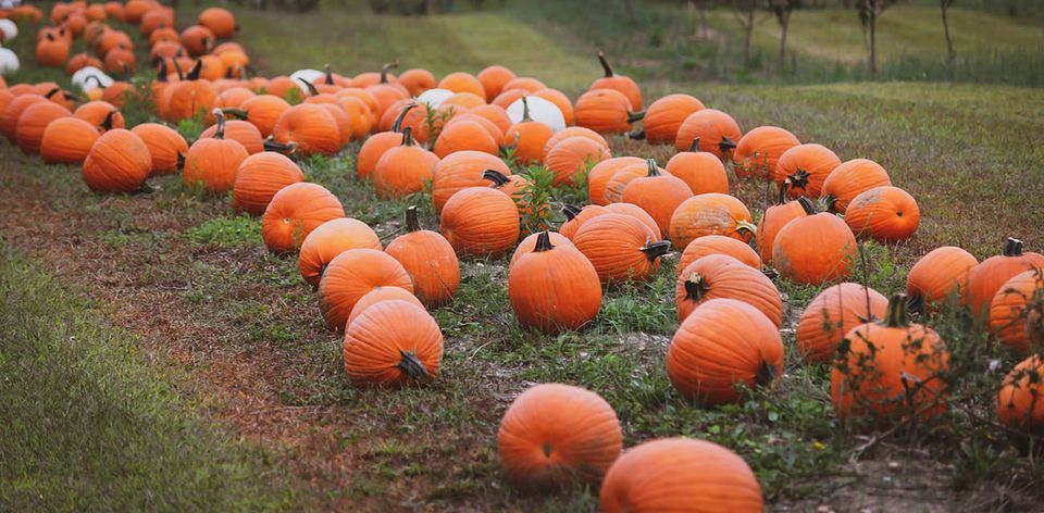 Fall Festival | Ferrara's Orchards, Mullica Hill, NJ | October 1, 2022