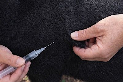 Goat Vaccines and Meds Clinic