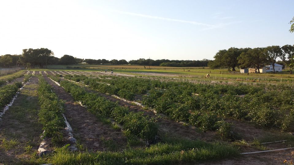 San Antonio Food Bank Farmers Market