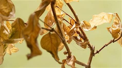 Plant Surgery - Why Is My Plant Dying?