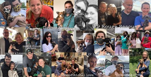 Coffee, Cake Balls & Canines