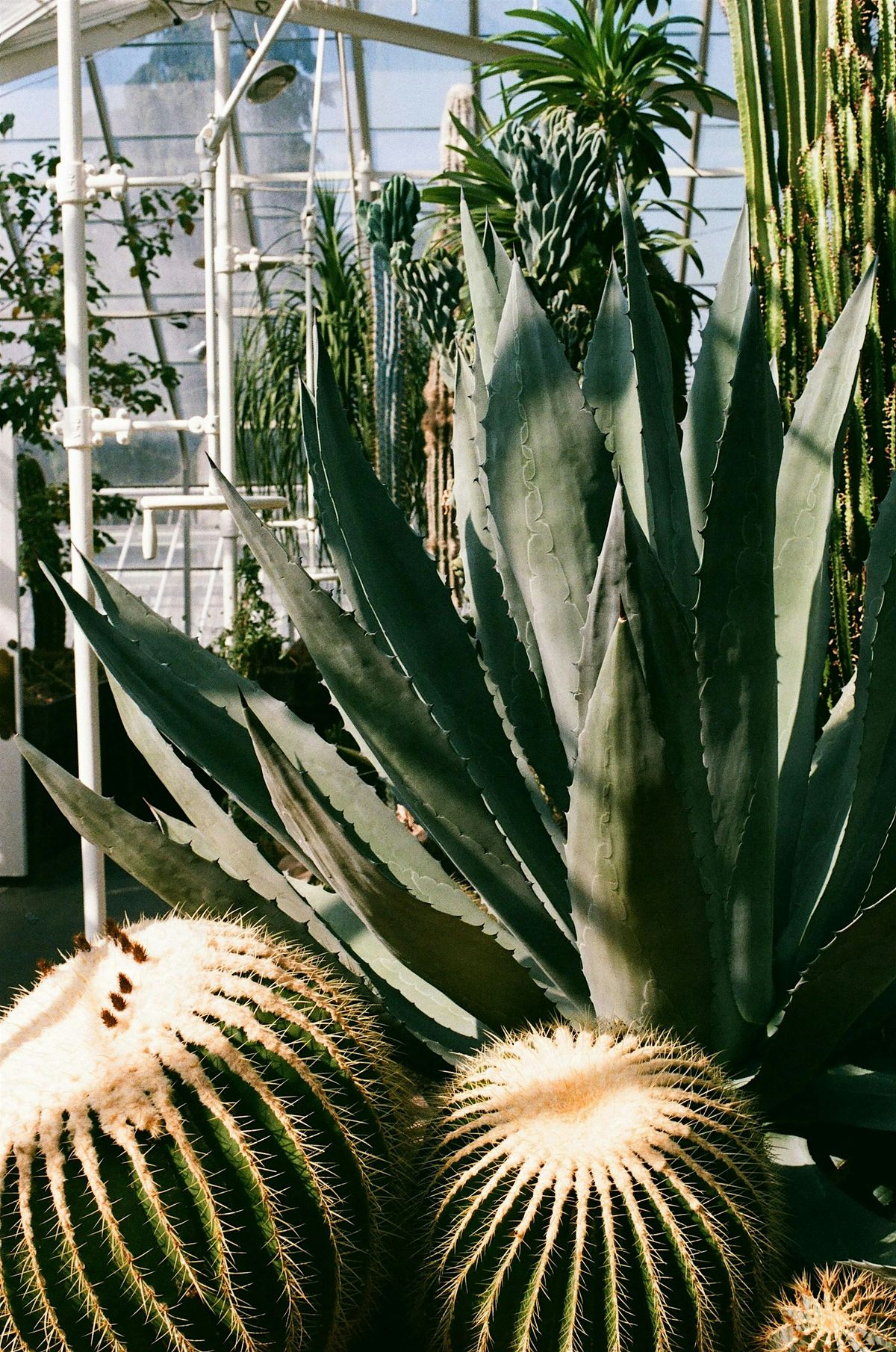 Heat Tolerant Plants