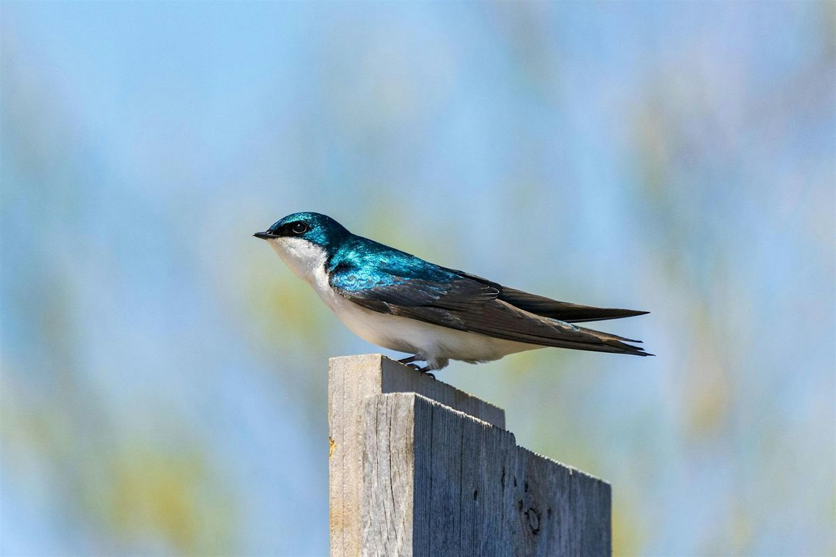 National Trails Day-Birding at the Jamaica Bay Wildlife Refuge