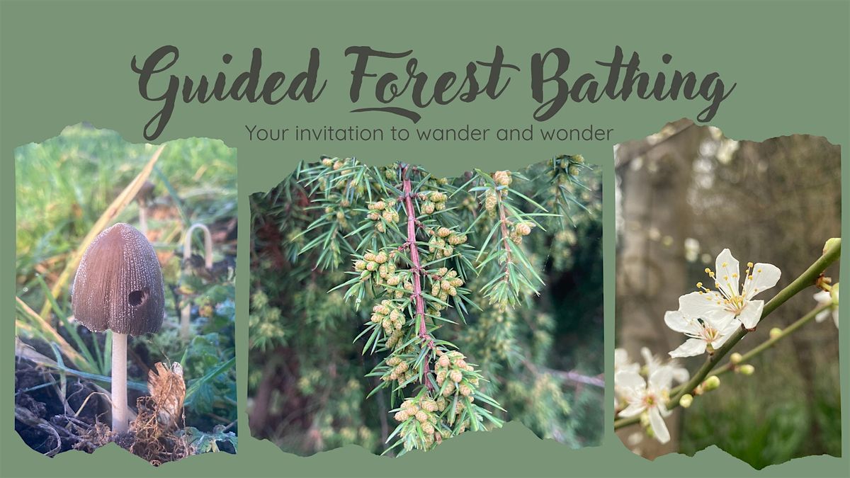 Guided Forest Bathing