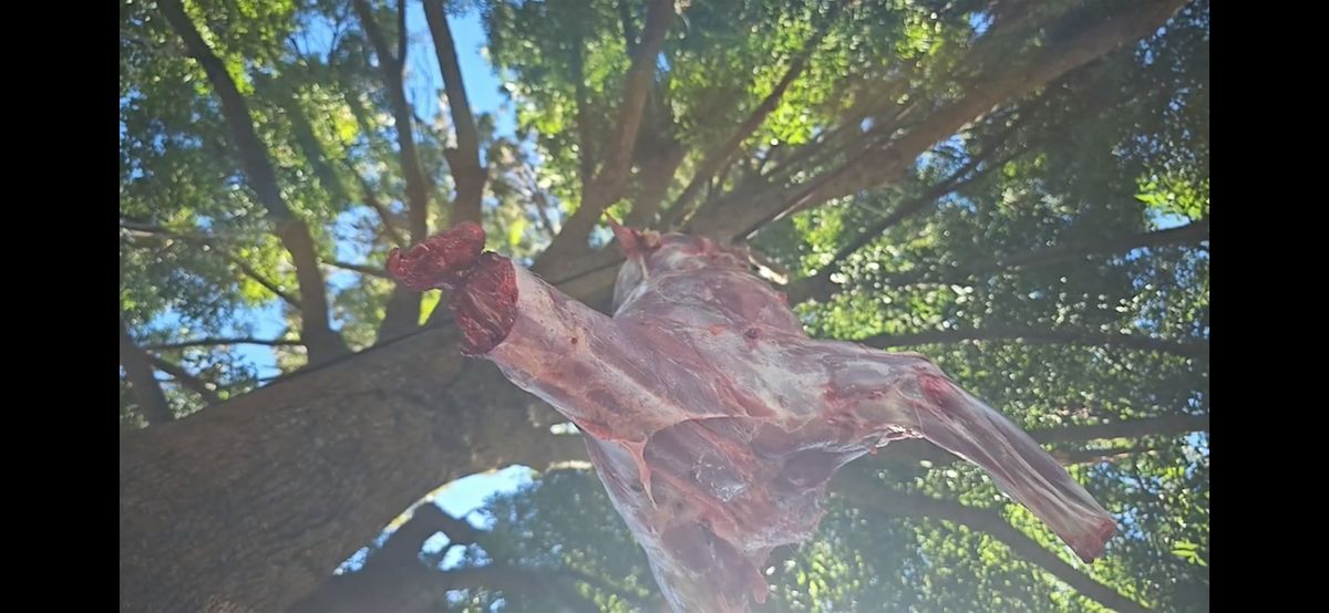 Sacred Farm Animal - Harvest Workshop