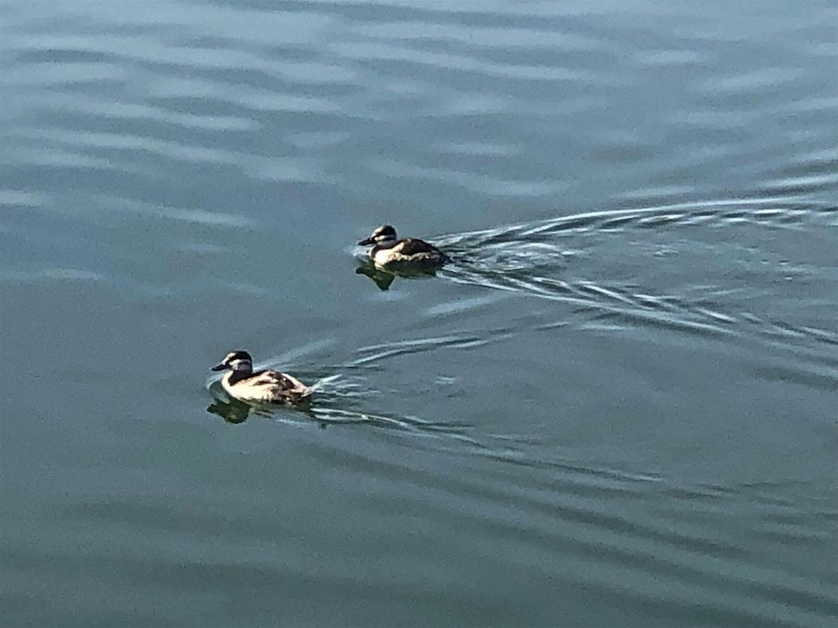 Guided Mindful Bird Walk at the Silver Lake Reservoirs