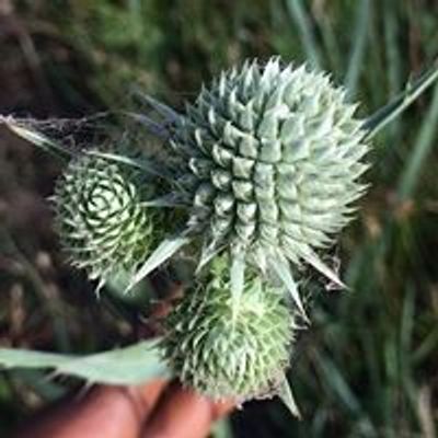 Native Prairies Association of Texas