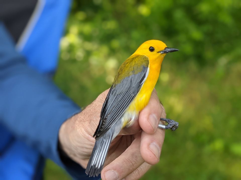 Bird Banding at Seven Islands Seven Islands State Birding Park