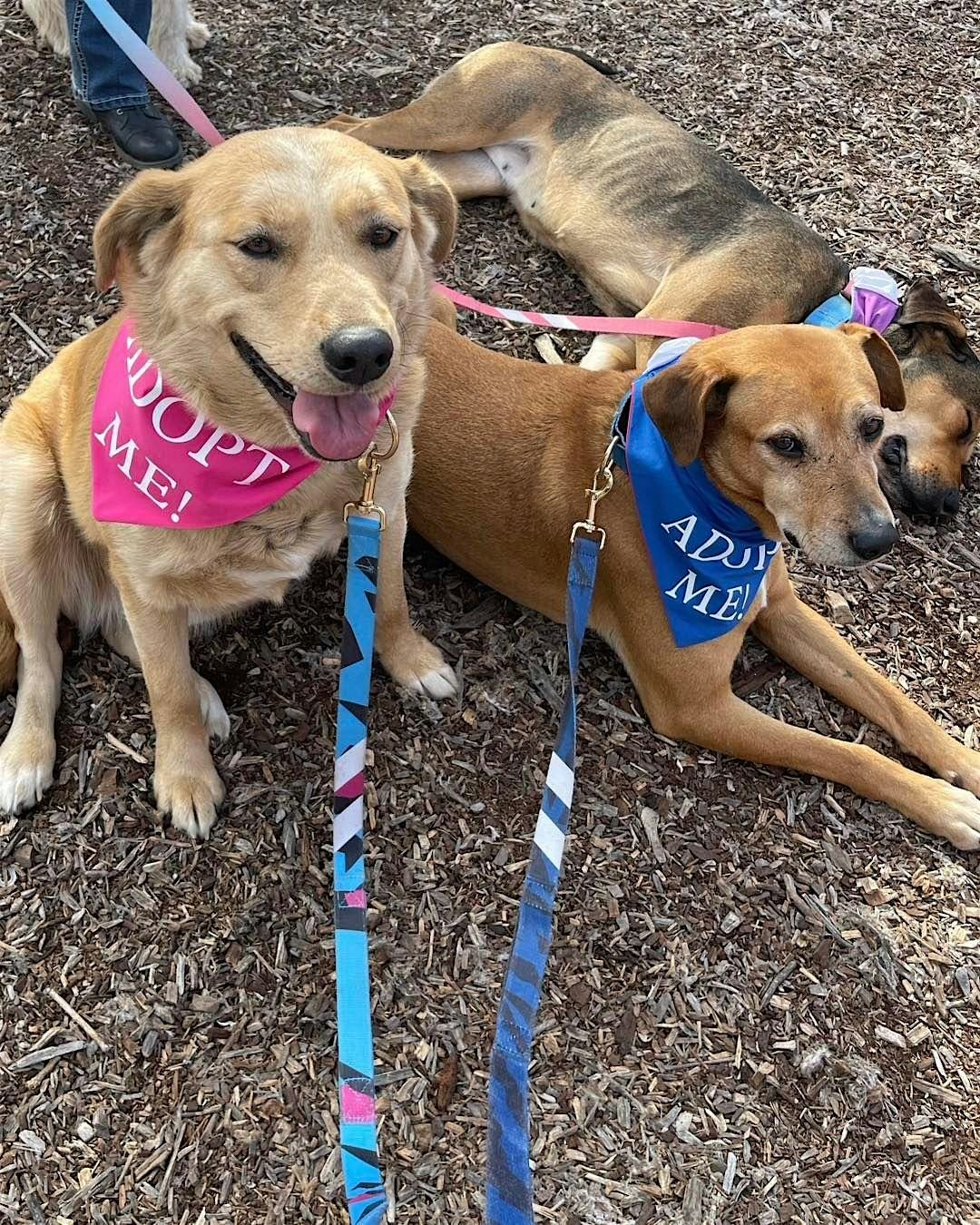 San Diego Super Adoption