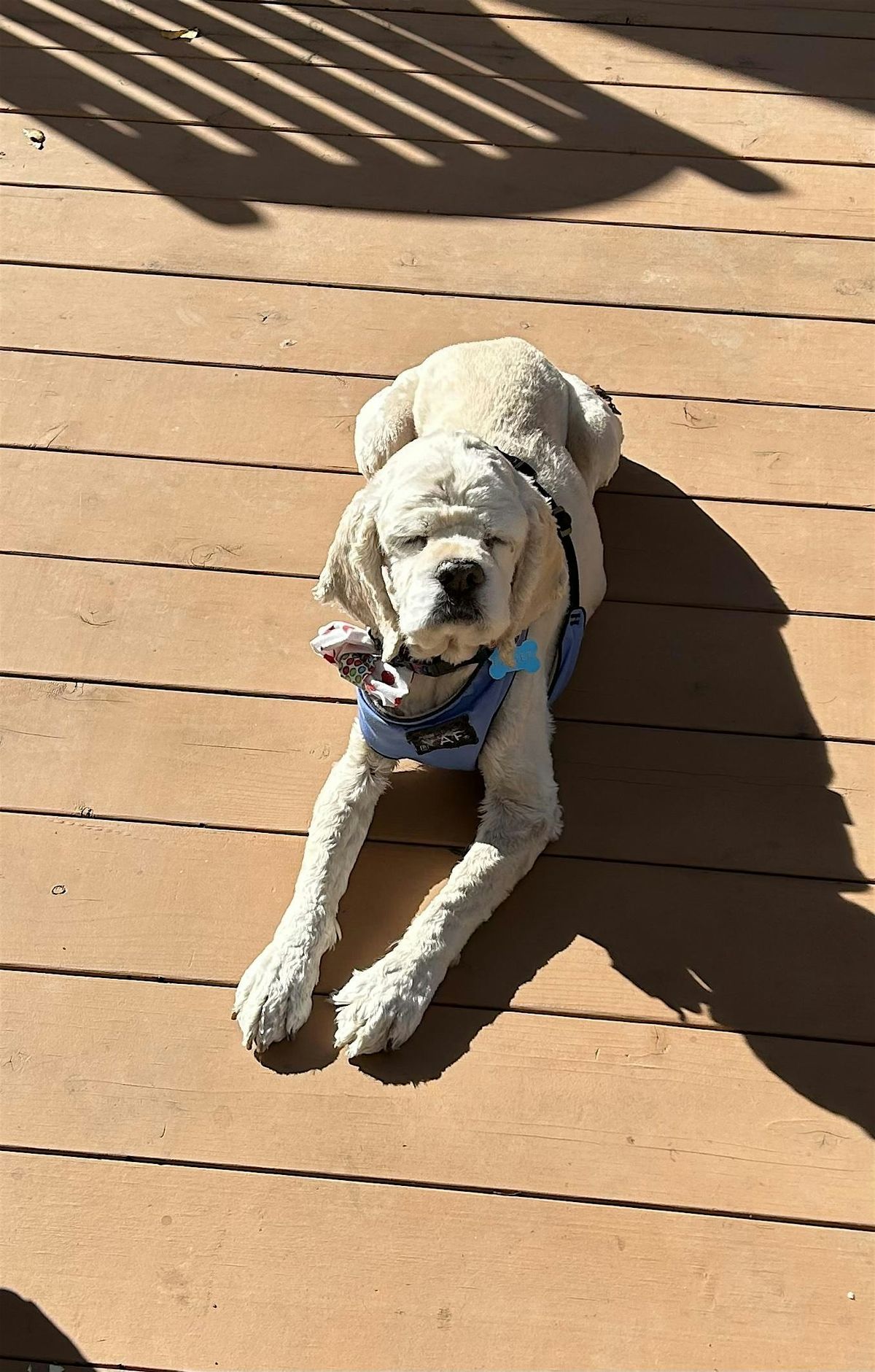 Baxter's Bow Wow Birthday Bash