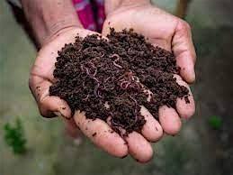 Vermicomposting Workshop - In Person