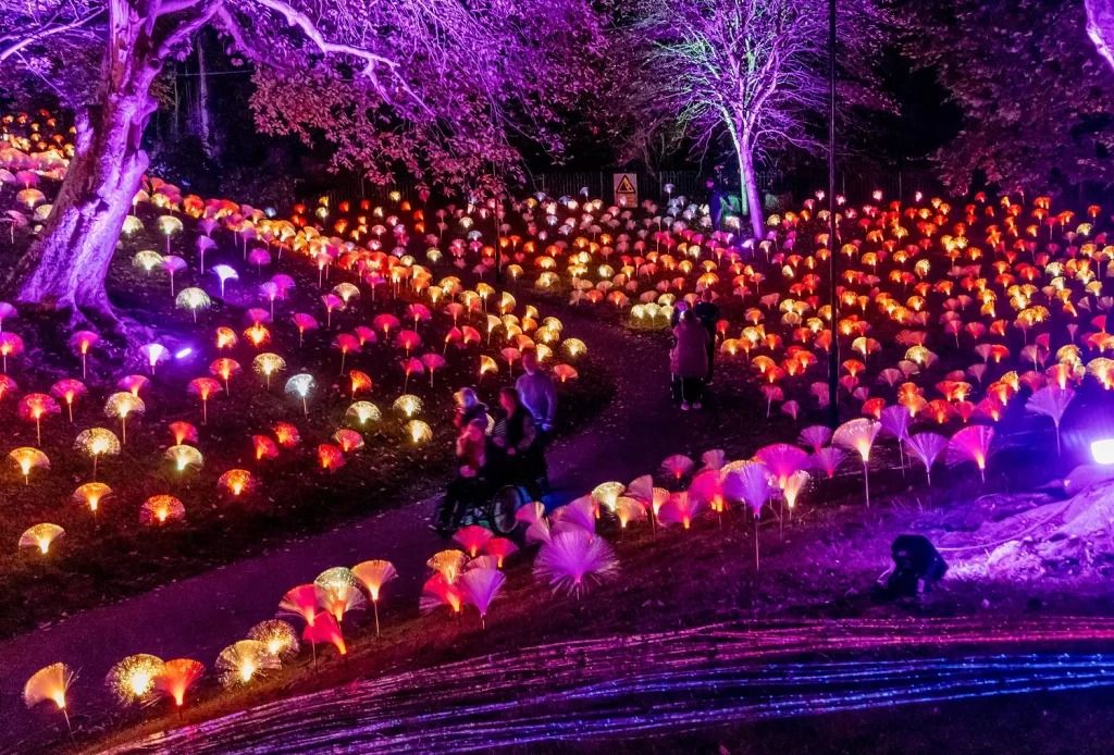 Festival of Light at Mowbray Park | 25 Oct - 24 Nov 2024 | Mowbray Park ...